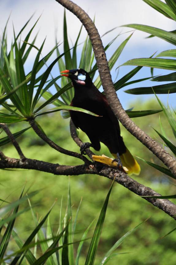 Muitos tipos de pássaros nos jardins de hotel na região da Laguna de Arenal, na Costa Rica